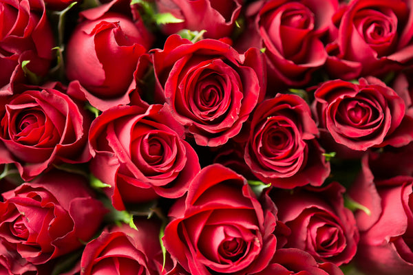 Red Rose Petals