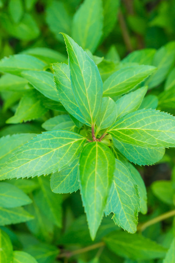 Stevia Leaves